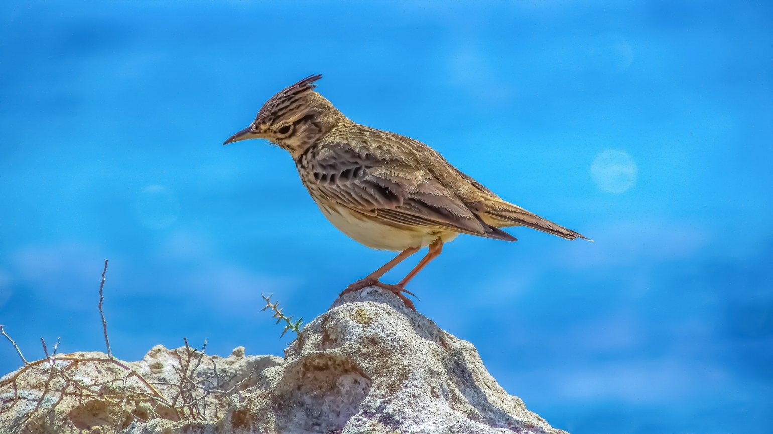 Image of lark